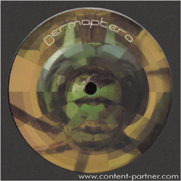 Dermaptera - Dermaptera 2